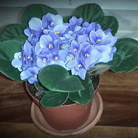 Casa Veve' 아파트 *