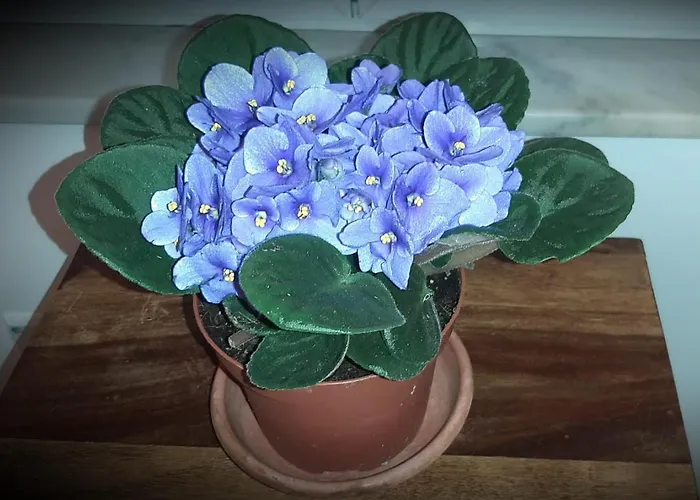 Casa Veve' Apartmán *